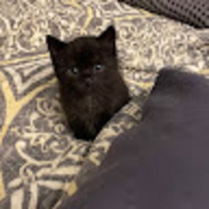 Meet your Posher, Kira